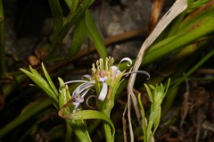 Symphyotrichum lentum