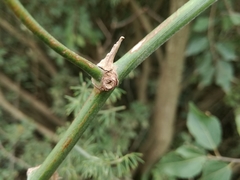 Asparagus multiflorus
