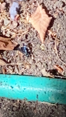 Chlorion aerarium