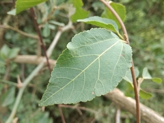 Grewia occidentalis occidentalis