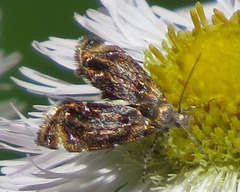 Prochoreutis