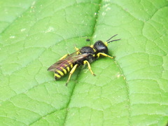 Ectemnius lapidarius