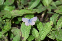Hemiargus ramon