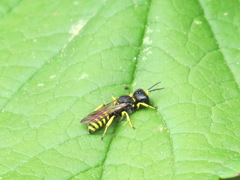 Ectemnius lapidarius