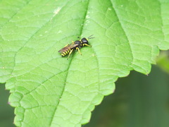 Ectemnius lapidarius