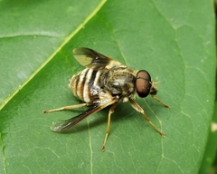 Goniops chrysocoma