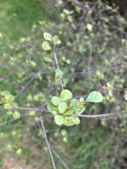 Coprosma tenuicaulis