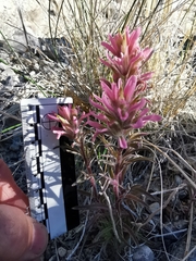 Castilleja angustifolia
