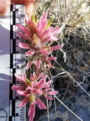 Castilleja angustifolia