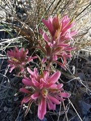 Castilleja angustifolia
