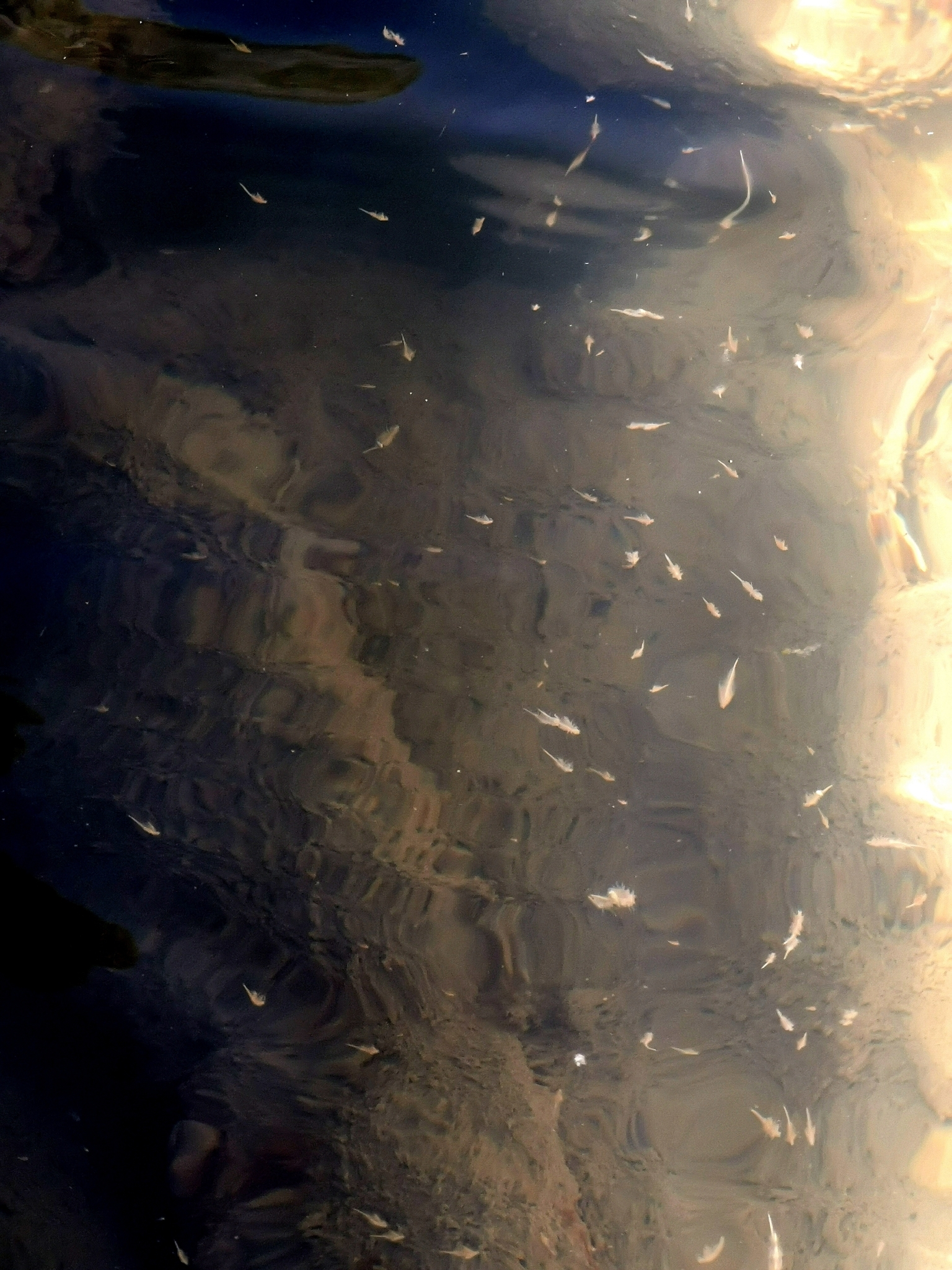 Artemia monica Verrill, 1869