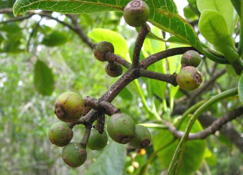 Psychotria hawaiiensis