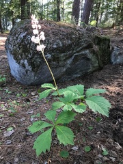Rodgersia aesculifolia