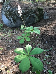 Rodgersia aesculifolia