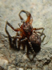 Mexigonus morosus