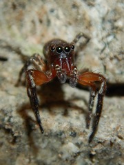 Mexigonus morosus