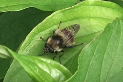 Criorhina coquilletti