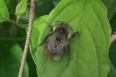 Bombus sitkensis