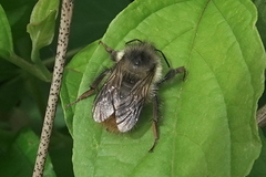 Bombus sitkensis