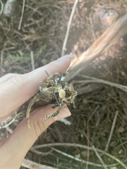 Iguana iguana