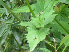 Ectemnius lapidarius