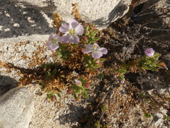 Cristaria integerrima integerrima