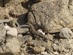 Microlophus atacamensis