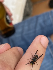 Ancistrocerus haematodes