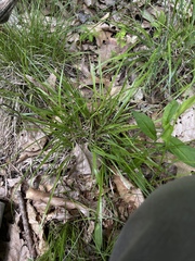 Dichanthelium linearifolium