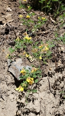 Acmispon grandiflorus