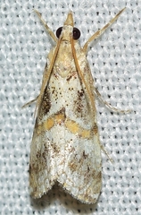 Euchromius cambridgei