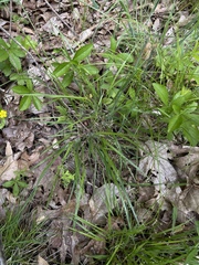 Dichanthelium linearifolium