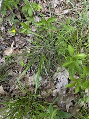 Dichanthelium linearifolium