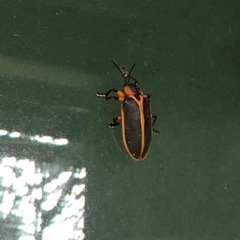 Mecistomela marginata