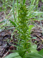 Dactylorhiza viridis virescens