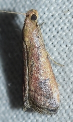 Metallostichodes nigrocyanella