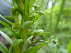 Dactylorhiza viridis virescens