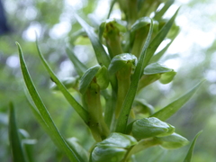 Dactylorhiza viridis virescens