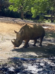 Rhinocerotidae