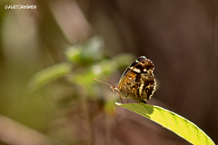 Anthanassa texana texana
