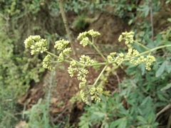 Crassula cultrata