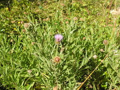 Cheirolophus sempervirens