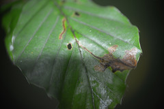 Orchestes fagi