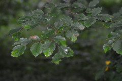 Orchestes fagi