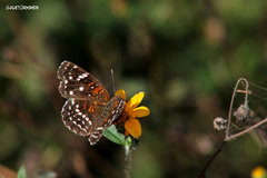 Anthanassa texana texana