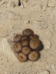 Copiapoa longistaminea