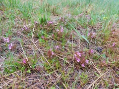 Pedicularis sylvatica