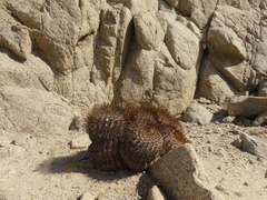Copiapoa longistaminea