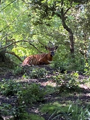 Tragelaphus