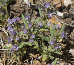 Phacelia quickii